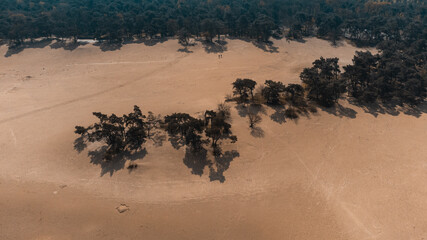 A Top View of the Desert, Pines in The Loonse and Drunense Duinen National Park