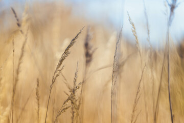 Fototapeta premium Schilf mit Himmel