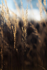 Fototapeta premium Schilf mit Sonnenstrahlen