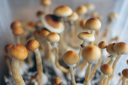 medical psychedelic psilocybin fungus mushrooms for therapy in growbox, top view