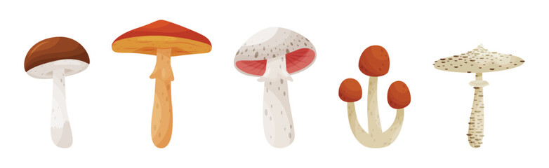 Different Forest Mushrooms with Stem and Cap Isolated on White Background Vector Set