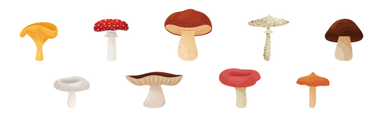Different Forest Mushrooms with Stem and Cap Isolated on White Background Vector Set