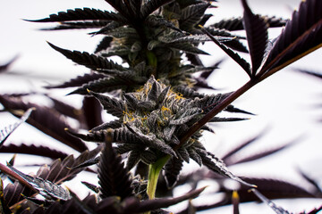 Live Lava Cake Cannabis Flower Close Up