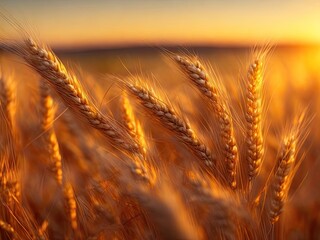 Macro close up of fresh young ears of young green wheat in spring summer field. Free space for text, ai generative