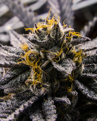 Lava Cake Cannabis Flower Macro