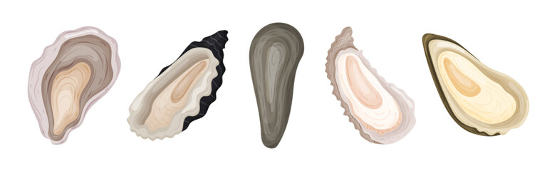 Oyster as Salt-water Bivalve Molluscs and Marine Delicacy Vector Set © Happypictures