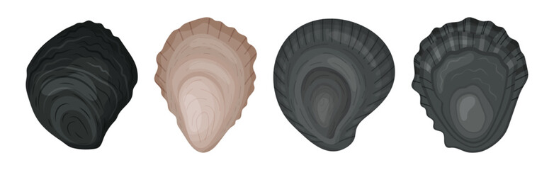 Oyster as Salt-water Bivalve Molluscs and Marine Delicacy Vector Set © Happypictures