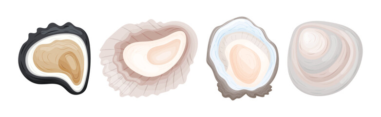 Oyster as Salt-water Bivalve Molluscs and Marine Delicacy Vector Set © Happypictures