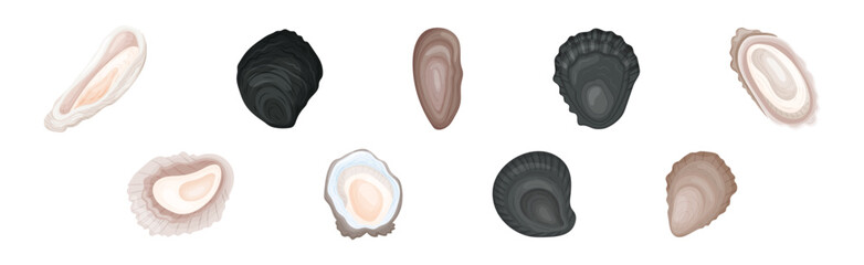 Oyster as Salt-water Bivalve Molluscs and Marine Delicacy Vector Set © Happypictures