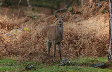 A young female red deer (hind) captured in the Peak District woodland