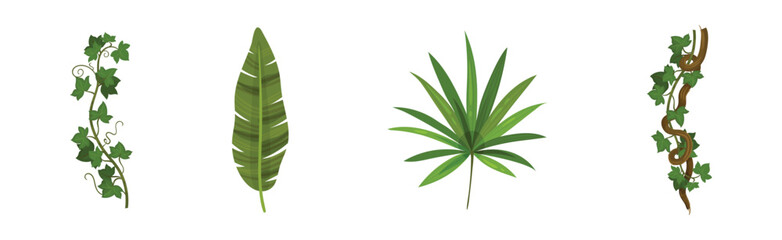 Fototapeta na wymiar Tropical Leaf on Stem and Liana Vine as Exotic Flora Vector Set