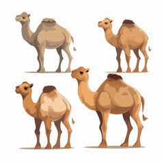 Adorable camel illustrations in a range of sizes and positions.
