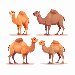 Charming camel illustrations that bring the spirit of the desert to life.
