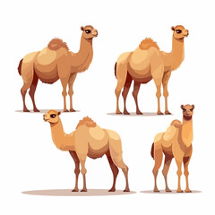 Unique camel illustrations for educational materials and children's books.
