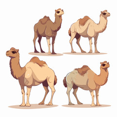 High-quality vector illustrations of camels for print and digital media.