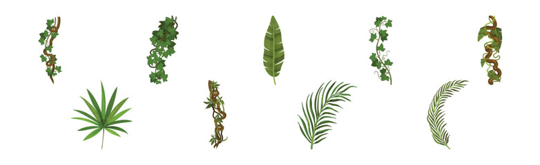 Tropical Leaf on Stem and Liana Vine as Exotic Flora Vector Set