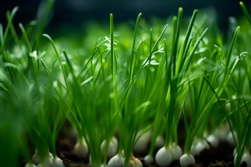 chives growing in a close-knit cluster, showcasing their slender green stalks and delicate white roots - obrazy, fototapety, plakaty