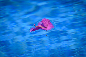 Vom Wind verweht, treibt eine rosafarbene Blüte auf der Wasseroberfläche eines Swimmingpools auf der portugiesischen Insel Madeira.