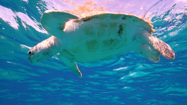 Sea Turtle in the coral reef of the Caribbean Sea