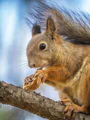 The squirrel with nut sits on tree in the autumn. Eurasian red squirrel, Sciurus vulgaris.