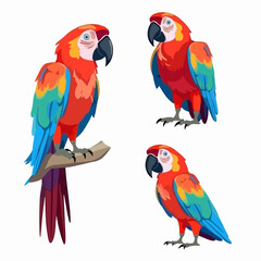 Adaptable macaw illustrations in various positions, perfect for educational materials.