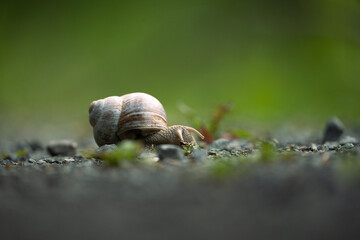 Schnecke im Wald