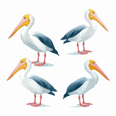 Lively pelican illustrations capturing their agile and fishing behavior.