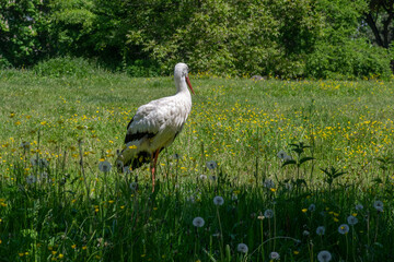 Large bird white stork ciconia hunting in the grass on the meadow with white and black plumage and red beaks and legs