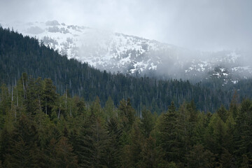 Layers of dense, evergreen forest topped with snowy hill and patchy fog