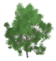 Collection of aerial view of trees in various seasonal colors realistic 3D illustration Green 1a	