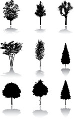 Fototapeta premium Silhouette a tree. Similar images can be found in my gallery.