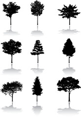 Fototapeta premium Silhouette a tree. Similar images can be found in my gallery.