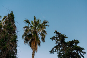 Palm tree and two deciduous trees against the blue sky during sunset.