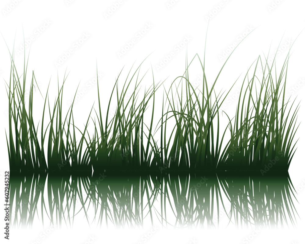 Poster vector grass silhouettes background with reflection in water. all objects are separated.