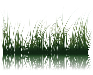 Vector grass silhouettes background with reflection in water. All objects are separated.