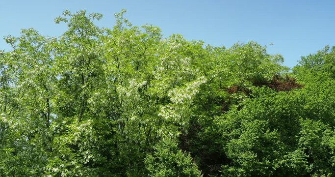 Robinia pseudoacacia | Robinier faux-acacia ou carouge. Bel arbre drageonnant aux grappes pendantes de fleurs blanches dans un feuillage &agrave; folioles sur des rameaux &eacute;pineux
