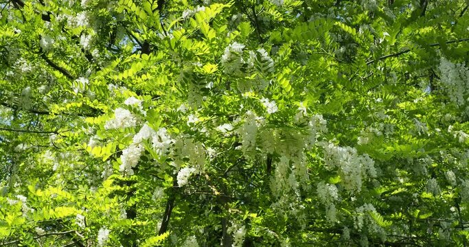 (Robinia pseudoacacia) Robinier faux-acacia ou carouge &agrave; floraison en grappes pendantes blanches entour&eacute;es d'un feuillage compos&eacute; &agrave; folioles bleu-vert

