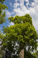 green tree against the sky