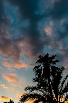 Black silhouette of a palm tree against a cloudy sky during sunset. Tropical evening with a palm tree against the background of the sky painted in different colors by the rays of the setting sun.