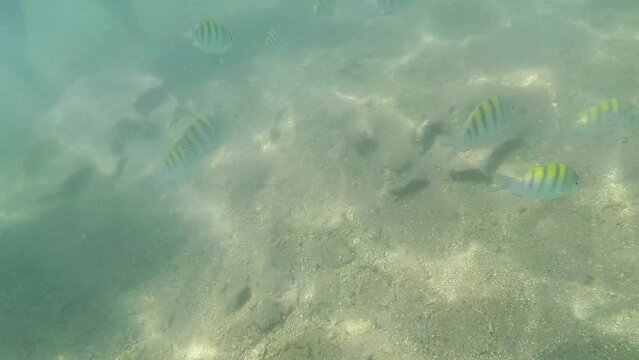 School of sergeant fish underwater, in the sea of Muro alto Beach, Ipojuca, Brazil.
