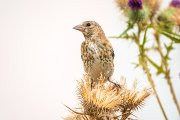 European goldfinch with juvenile plumage, feeding on the seeds of thistles. Carduelis carduelis.