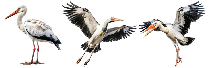 Set of stork isolated on the transparent background PNG. AI generative.