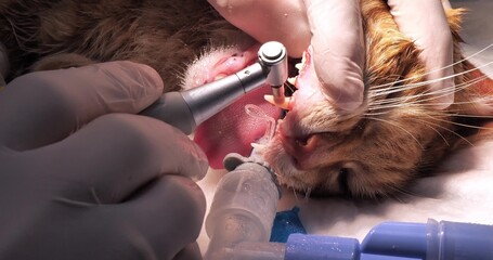 After cleaning the cat's teeth, the veterinarian covers them with a protective paste with fluoride...