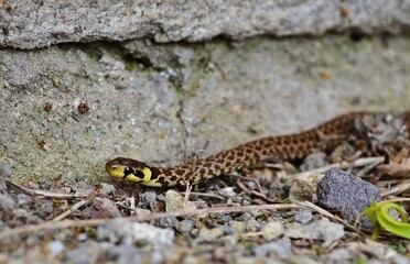 Äskulapnatter (Zamenis longissimus) Jungtier