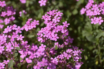 pink abundantly blooming Saponaria ocymoides in the garden