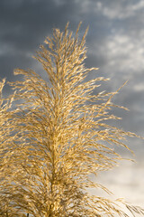 decorative pampas grass and grey clouds in the sky botanical close-up ornamental plant boho style