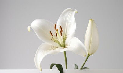  a white flower in a white vase on a white table.  generative ai