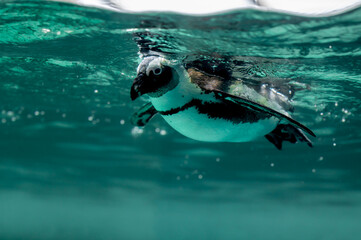 Naklejka na ściany i meble Penguin swimming in water with bubbles. African penguin. Spheniscus demersus. Cape penguin or South African penguin.