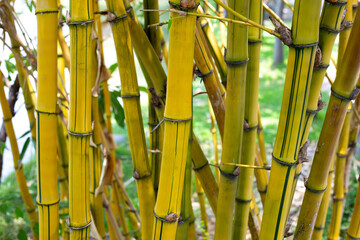 Yellow bamboo (Bambusa Vulgaris) in the garden