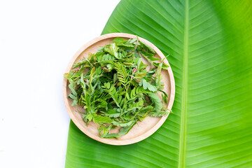 Young tamarind leaves on white background.